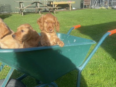 Top Quality 3 generation Cocker Spaniel puppies in Offaly