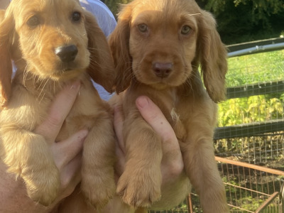 Top Quality 3 generation Cocker Spaniel puppies in Offaly