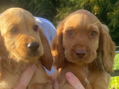 Top Quality 3 generation Cocker Spaniel puppies in Offaly