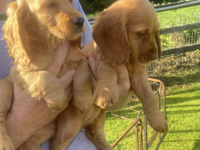 Top Quality 3 generation Cocker Spaniel puppies in Offaly
