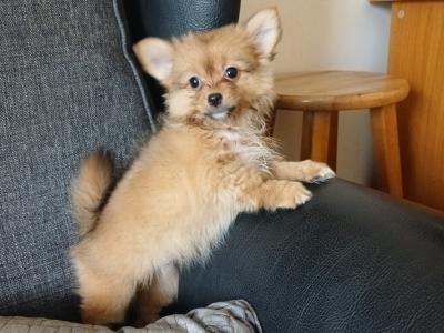 Beautiful female Pomeranian X puppy for sale in Kerry