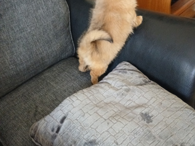 Beautiful female Pomeranian X puppy for sale in Kerry
