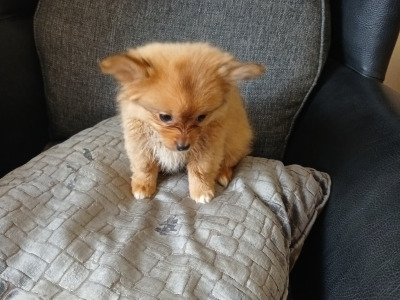 Beautiful female Pomeranian X puppy for sale in Kerry