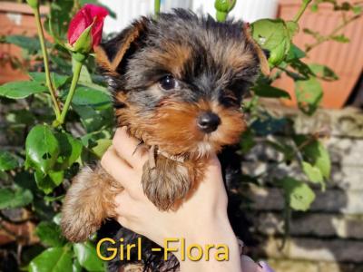 💕 Beautiful Yorkshire Terrier puppies in Roscommon 💕