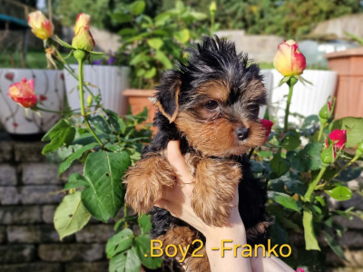 💕 Beautiful Yorkshire Terrier puppies in Roscommon 💕