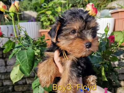 💕 Beautiful Yorkshire Terrier puppies in Roscommon 💕