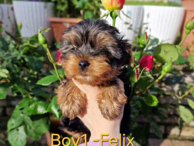 💕 Beautiful Yorkshire Terrier puppies in Roscommon 💕