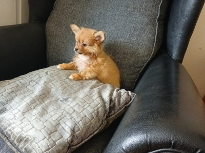 Beautiful female Pomeranian X puppy for sale in Kerry