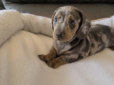 Miniature male Dachshund male puppy in Dublin