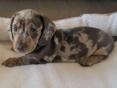 Miniature male Dachshund male puppy in Dublin