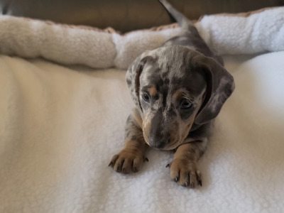 Miniature male Dachshund male puppy in Dublin