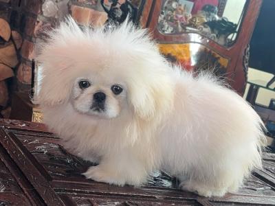 Stunning white male Pekingese puppy 4 months old in Armagh