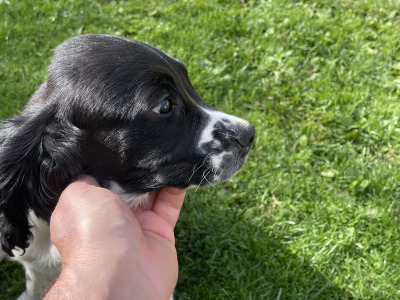 IKC Registered English Springer spaniels 2 female's