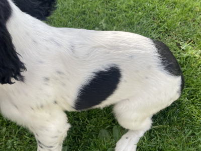 IKC Registered English Springer spaniels 2 female's