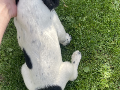 IKC Registered English Springer spaniels 2 female's
