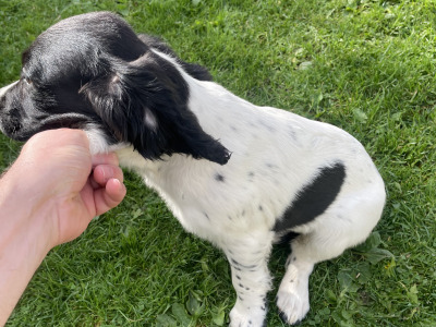 IKC Registered English Springer spaniels 2 female's