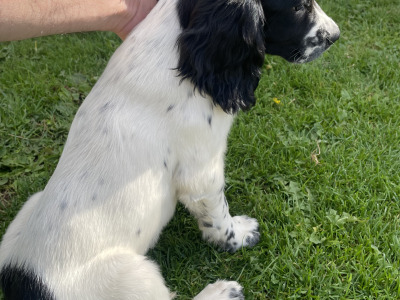 IKC Registered English Springer spaniels 2 female's