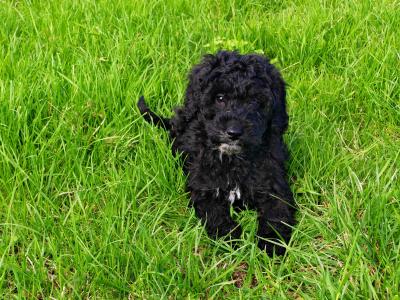 3 Beautiful Poodle puppies left in Wexford