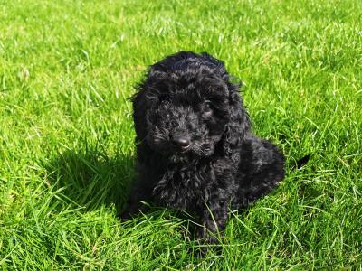 Beautiful unique Poodle puppies in Wexford