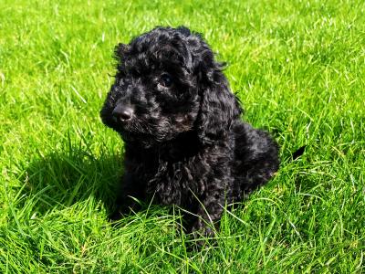 3 Beautiful Poodle puppies left in Wexford