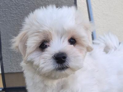 Beautiful Maltese puppies for sale in Longford