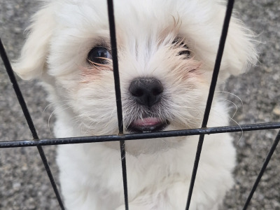 Beautiful Maltese puppies for sale in Longford