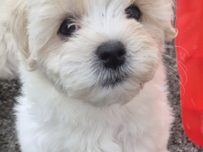 Beautiful Maltese puppies for sale in Longford