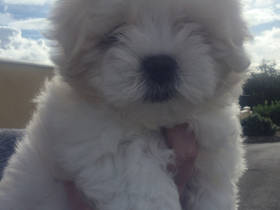 Beautiful Maltese puppies for sale in Longford
