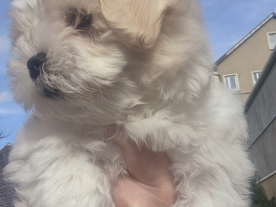 Beautiful Maltese puppies for sale in Longford