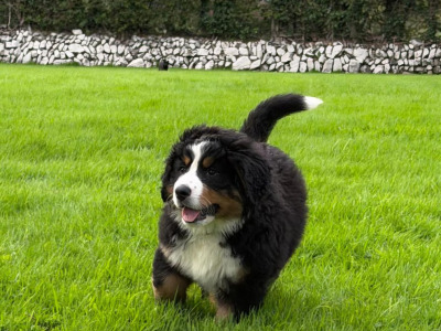 IKC Registered Bernese Mountain Dog puppies for sale in Waterford
