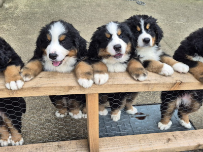IKC Registered Bernese Mountain Dog puppies for sale in Waterford