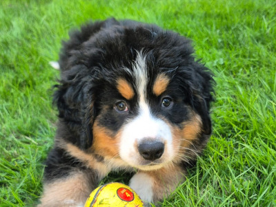 IKC Registered Bernese Mountain Dog puppies for sale in Waterford