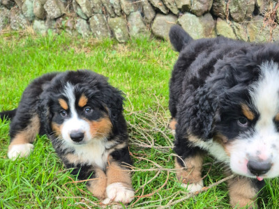 IKC Registered Bernese Mountain Dog puppies for sale in Waterford
