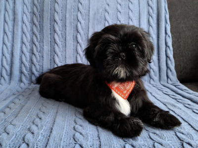 IKC Registered male Shih Tzu puppy in Longford
