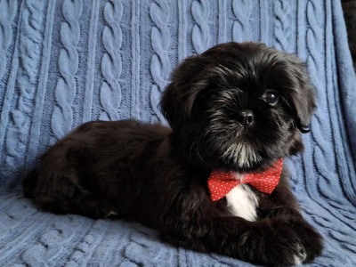 IKC Registered male Shih Tzu puppy in Longford