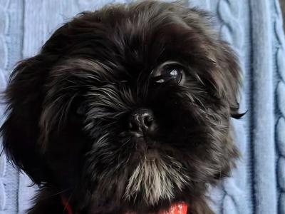 IKC Registered male Shih Tzu puppy in Longford