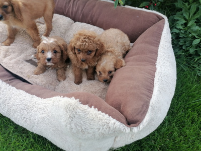 Cavapoo puppies for sale in Limerick
