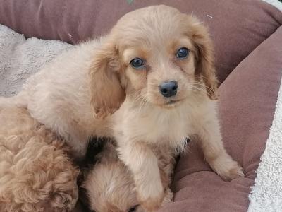 Cavapoo puppies for sale in Limerick