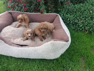 Cavapoo puppies for sale in Limerick