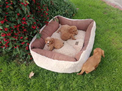 Cavapoo puppies for sale in Limerick