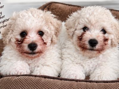 Beautiful Bichon Frise puppies in Tipperary - 2 Males Available