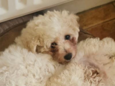 Beautiful Bichon Frise puppies in Tipperary - 2 Males Available