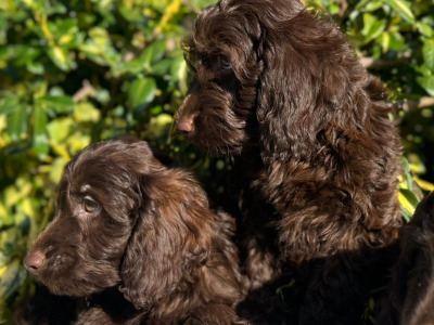 Chocolate Cockapoos in Wicklow 🐶