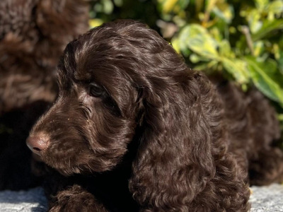 Chocolate Cockapoos in Wicklow 🐶