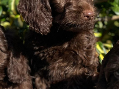 Chocolate Cockapoos in Wicklow 🐶