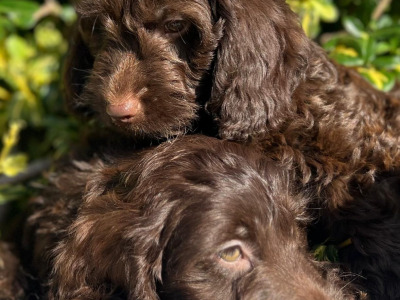 Chocolate Cockapoos in Wicklow 🐶