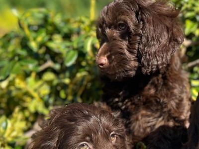 Chocolate Cockapoos in Wicklow 🐶