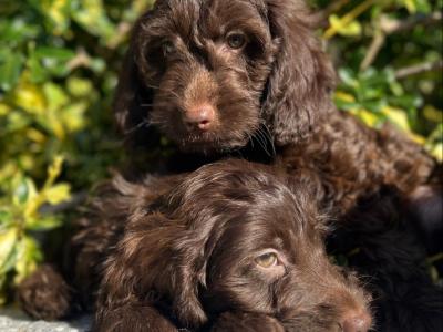 Chocolate Cockapoos in Wicklow 🐶