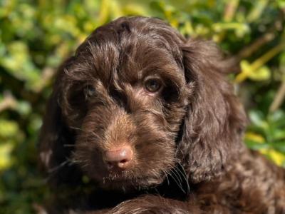 Chocolate Cockapoo puppies in Wicklow 🐶