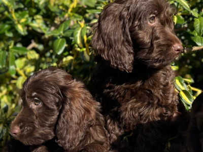 Chocolate Cockapoos in Wicklow 🐶